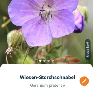 Screenshot_20240626-214429_Flora Incognita.jpg