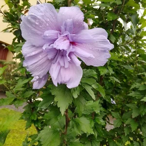 IMG_20240701_171059_HDR.jpg