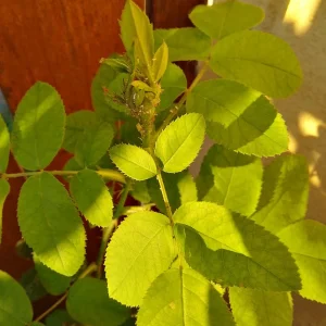 IMG_20240628_193731_HDR.jpg