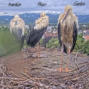 Störche-Kirchzarten 2024-07-03 19Uhr26_Namen.png
