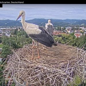 Störche-Kirchzarten 2024-07-05 16Uhr37-07.png