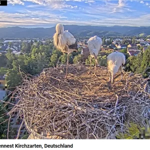 Störche-Kirchzarten 2024-07-05 20Uhr29-38.png