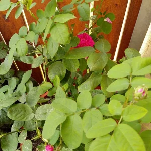 IMG_20240708_144602_HDR.jpg