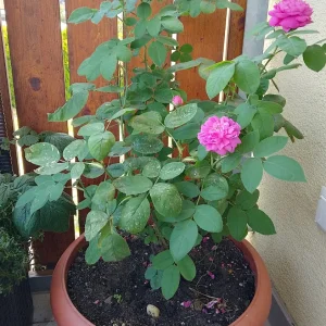 IMG_20240712_090626_HDR~2.webp