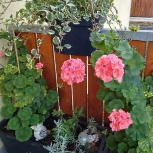 IMG_20240712_090659_HDR~2.webp