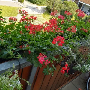 IMG_20240712_090757_HDR~2.webp