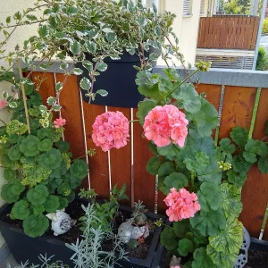 IMG_20240712_090659_HDR.webp