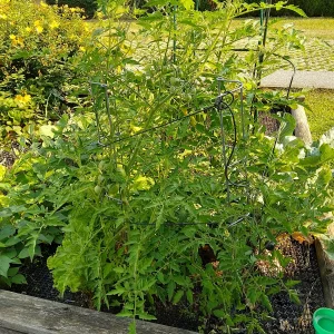 IMG_20240712_093415_HDR.webp
