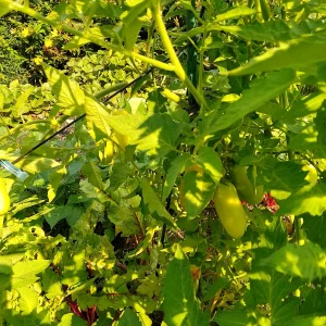 IMG_20240712_093427_HDR.webp