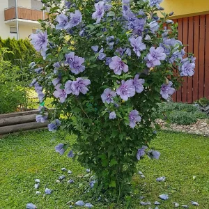 IMG_20240712_093525_HDR~2.webp
