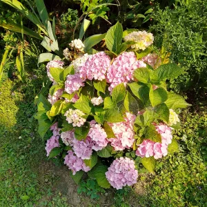 IMG_20240712_093908_HDR~2.webp