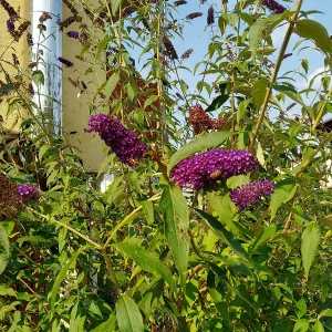 IMG_20240712_093658_HDR.webp