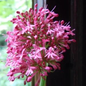 DSCN0027.webp