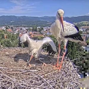 Kirchzarten-Störche Maxi-bettelt-Ulla-an 2024-07-15 3.webp