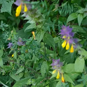 IMG_20240715_103409.webp