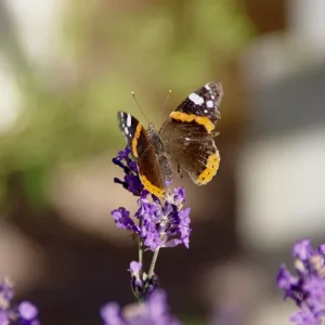 _IMGP7037k.webp