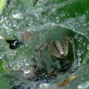 _IMGP7084_c2.webp