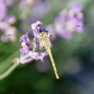 _IMGP7328k.webp
