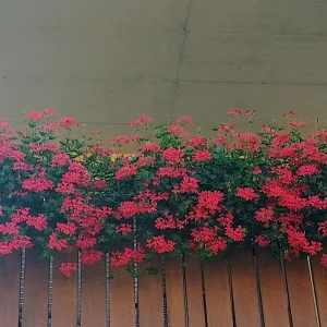 IMG_20240719_085412_HDR~2.webp