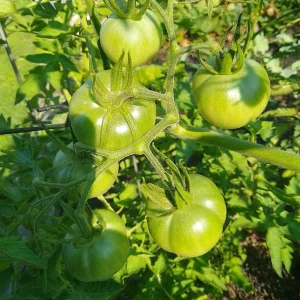 IMG_20240719_085526_HDR~2.webp