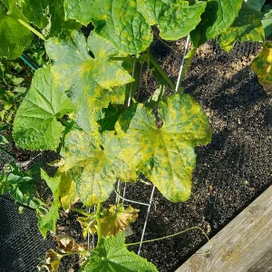 IMG_20240719_085441_HDR.webp
