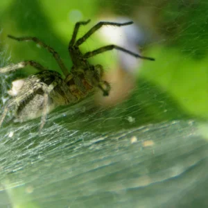 _IMGP7389_c2.webp