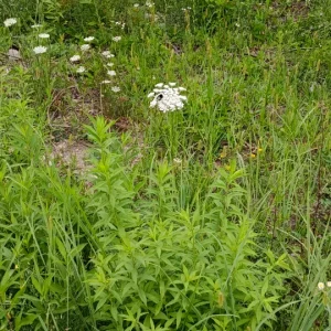 IMG_20240720_091853.webp