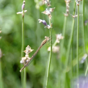 _IMGP7562k.webp
