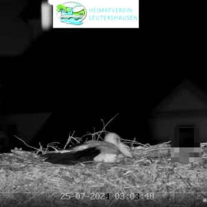 Leutershausen__Jungstorch-allein_2024-07-25_03Uhr03.webp