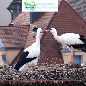 Leutershausen__Gefiederpflege-Eltern_2024-07-25_11Uhr58.webp