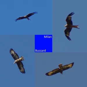 Greifvogel_Kollage.webp