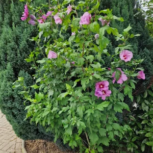 20240728_091059.webp