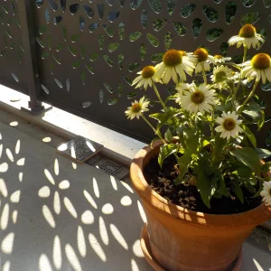 DSCN6373.webp