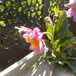 DSCN6374.webp