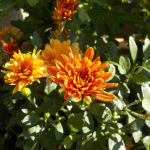 DSCN6375.webp