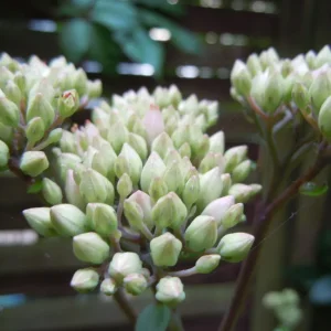 DSCN0557.webp