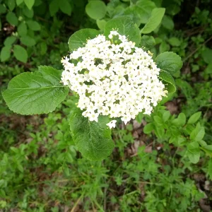 IMG_20210513_105352.webp