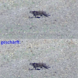 IMGP8300c_Katze_DeconvStreched.webp