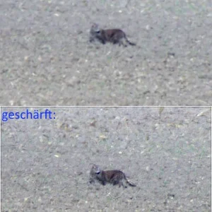 IMGP8301c_Katze_DeconvStreched.webp