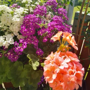 IMG_20240809_150524_HDR~2.webp