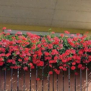 IMG_20240809_155824_HDR~3.webp