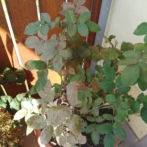 IMG_20240809_155631_HDR.webp
