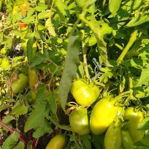 IMG_20240809_155849_HDR~2.webp