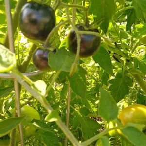 IMG_20240809_155900_HDR~2.webp
