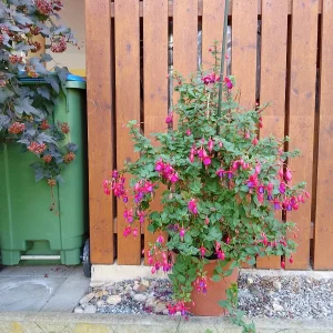IMG_20240809_155947_HDR.webp