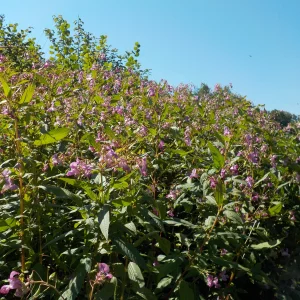 DSCN6391.webp