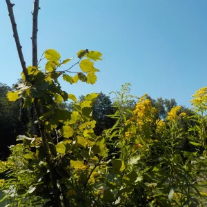 DSCN6395.webp