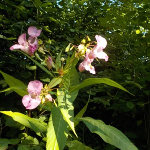 DSCN6411.webp