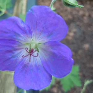 DSCN0073.webp