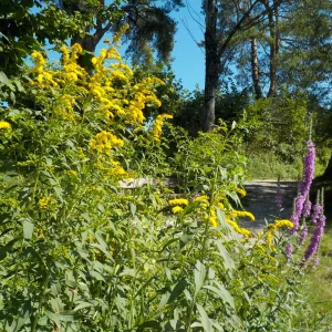 DSCN6454.webp